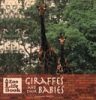 Giraffes_and_their_babies