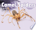 Camel_spiders