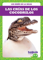 Las_cr__as_de_los_cocodrilos__Crocodile_Hatchlings_
