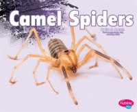 Camel_Spiders