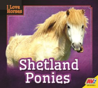 Shetland_Ponies