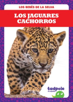 Los_jaguares_cachorros__Jaguar_Cubs_