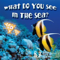 What_Do_You_See_In_The_Sea_